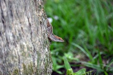lizard on a tree hunting, Florida lizard