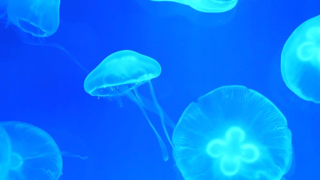 Very relaxing view of slowly floating jellyfish or medusa on bright blue background.