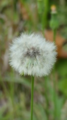 dandelion in the grass