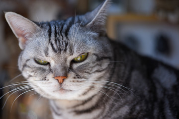 カメラ目線の猫