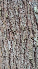 tree bark texture