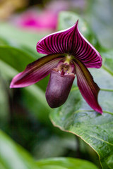 Rare Dark Purple Orchid. Exotic