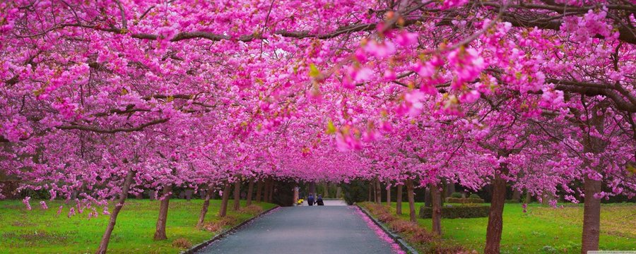 Pink Flower Tree In Park