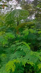 green forest in the morning