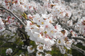桜