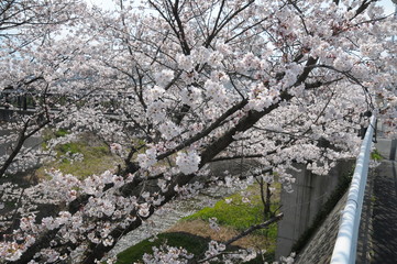 Fototapeta premium 桜