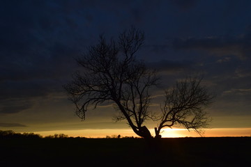 Lone Tree Sunset