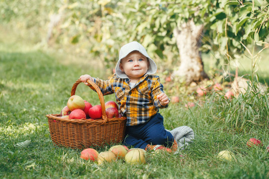 Happy Child On Farm Picking Apples In Orchard. Portrait Of Cute Adorable Funny Little Baby Boy In Yellow Shirt With Wicker Basket. Kid Gathering Autumn Fall Harvest. Seasonal Activity Hobby.