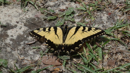 butterfly on a leaf