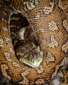 A carpet python, Morelia spilota, Gold Coast, Australia
