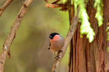 木漏れ日浴びながらくつろぐウソ オス