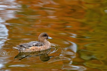 黄葉映す水面をのんびりと泳ぐヒドリガモ　メス