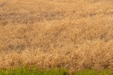 Fototapeta premium Young hay field in late spring with vibrant colors. Agricultural background.