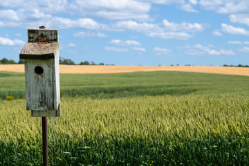 Young cereal field in late spring with vibrant colors with birdhouse. Agricultural background.