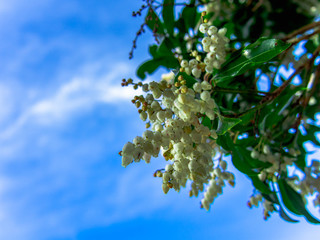 【静岡県伊豆半島】伊豆山稜線歩道からの風景【春・アセビの花】