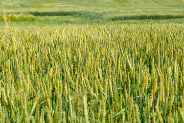 Young cereal field in late spring with vibrant colors. Agricultural background.
