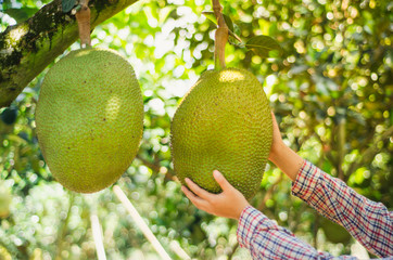 Jackfruit tree, young jackfruit, harvesting worker