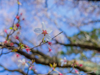 【静岡県伊豆半島】伊豆山稜線歩道からの風景【春・達磨山付近】