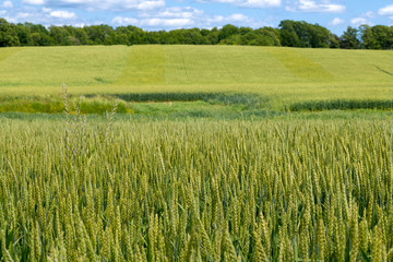 Young cereal field in late spring with vibrant colors. Agricultural background.