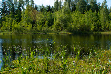 Fototapeta na wymiar Lake in the forest. Swampy pond
