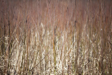 Dry grass background. Plants in the field