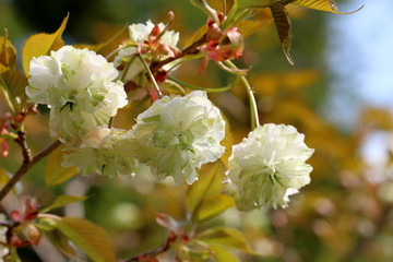 御衣黄（ギョイコウ）　淡い緑色の桜