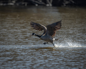 A Canadian Goose Running on the Water Taking Flight and Calling