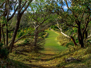 【静岡県伊豆半島】伊豆山稜線歩道からの風景【春・達磨山付近】