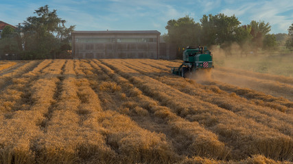 Green harvester cutting wheat in a field
