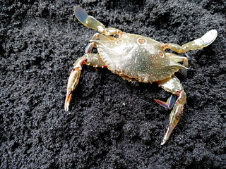 Crab with sand. Crab isolated on sand background. ( Crabs on a beach sand )