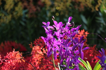 Botanical Garden Singapore