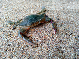 Crab with sand. Crab isolated on sand background. ( Crabs on a beach sand )
