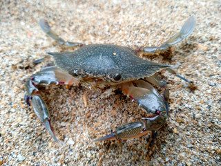 Crab with sand. Crab isolated on sand background. ( Crabs on a beach sand )