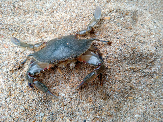 Crab with sand. Crab isolated on sand background. ( Crabs on a beach sand )