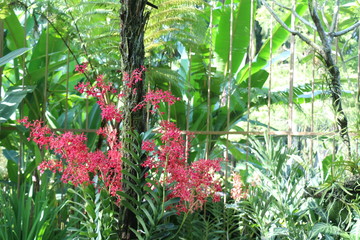 Botanical Garden Singapore
