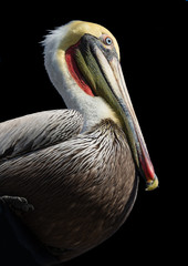 Beautiful pelican isolated against black.