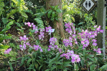 Fototapeta na wymiar Botanical Garden Singapore