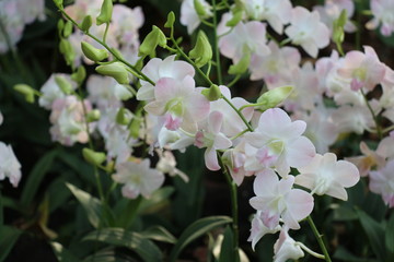 Botanical Garden Singapore