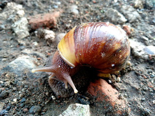 Big snail in shell crawling on road, summer day in garden, A garden snail is looking for food, edible snail or escargot, is a species of large and edible. ( Siput, Bekicot or Snail )