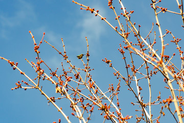 Hummingbird sitting on a tree 