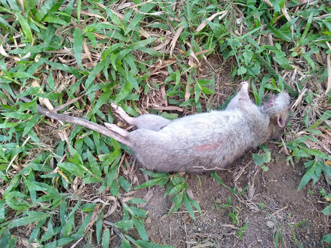 Rat die on ground. Dead rat or dead mouse with feet and long tail.