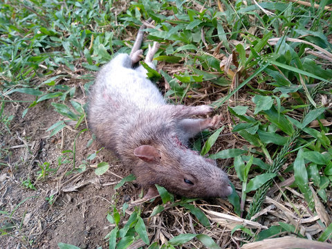 Rat die on ground. Dead rat or dead mouse with feet and long tail.