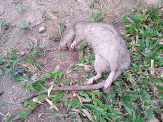 Rat die on ground. Dead rat or dead mouse with feet and long tail.