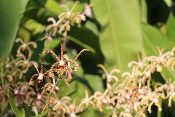 Botanical Garden Singapore