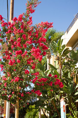 Fototapeta na wymiar Pink Tropical Flowers Sunny Day in California