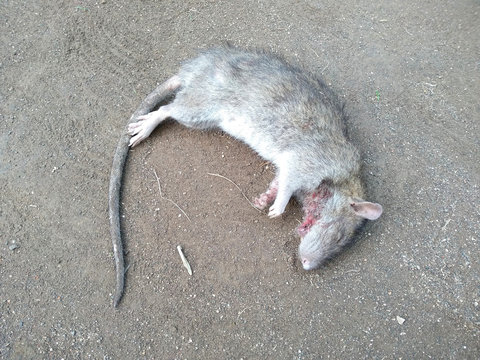 Rat die on ground. Dead rat or dead mouse with feet and long tail.