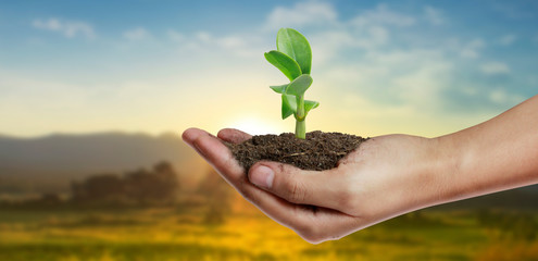 Human hands holding sprout young plant.environment Earth Day In hands of trees growing seedlings