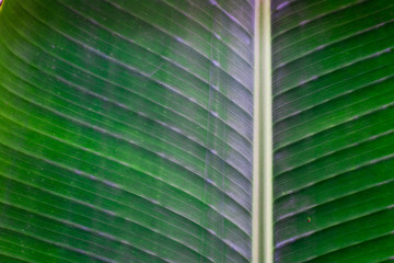 banana leaf, tropical bright green large foliage on natural background
