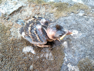 A small bird / baby bird on a rock. Small bird that fall from the nest. Small bird that can't fly yet.