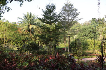 Fototapeta premium Botanical Garden Singapore